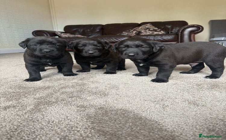 Mixed Breed dogs - Advert 3