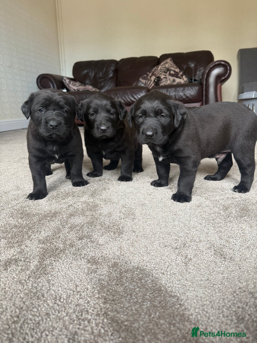 Mixed Breed dogs for sale: Labrador X Belgian Shepherd Belgiador  - Image 1