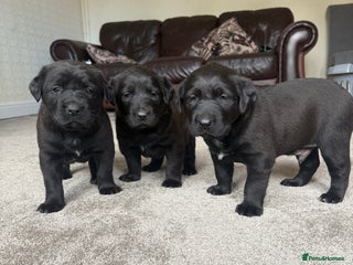 Mixed Breed dogs - Advert 3