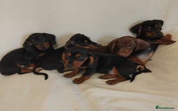 Dachshund dogs for sale: Pedigree miniature dachshunds - Image 4