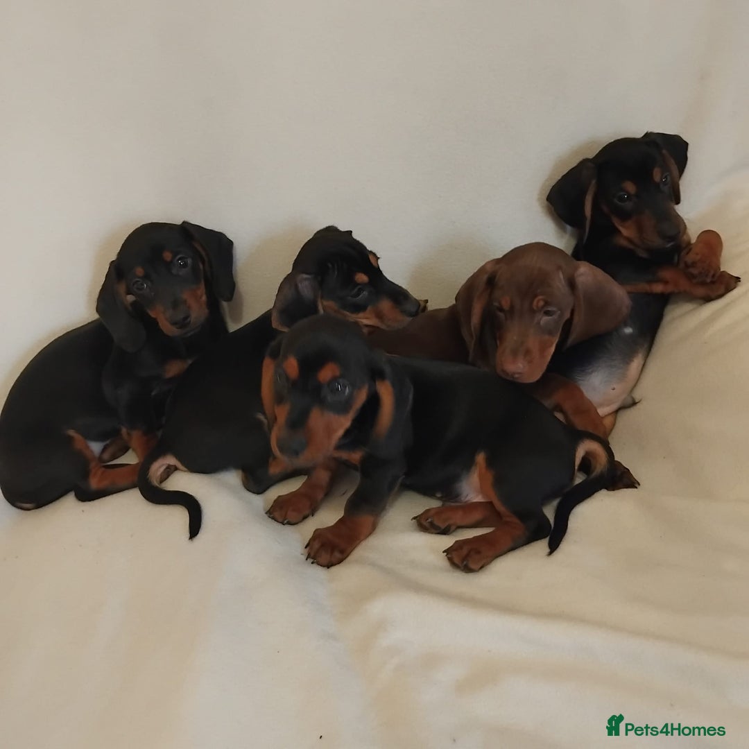 Dachshund dogs for sale: Pedigree miniature dachshunds - Image 4