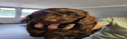 Cockapoo dogs for sale:  Absolutely stunning  F1b chocolate cockapoos  - Advert 1