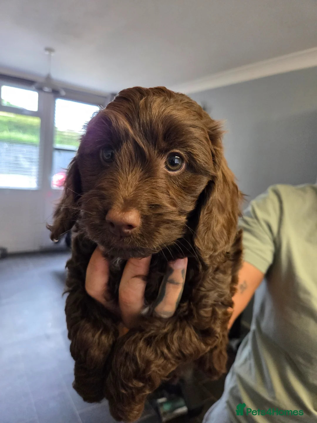 Cockapoo dogs for sale:  Absolutely stunning  F1b chocolate cockapoos  - Advert 1