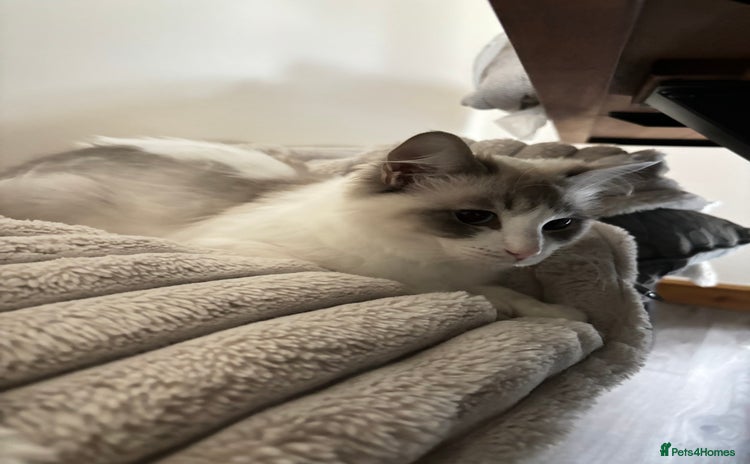 Ragdoll cats - Advert 11