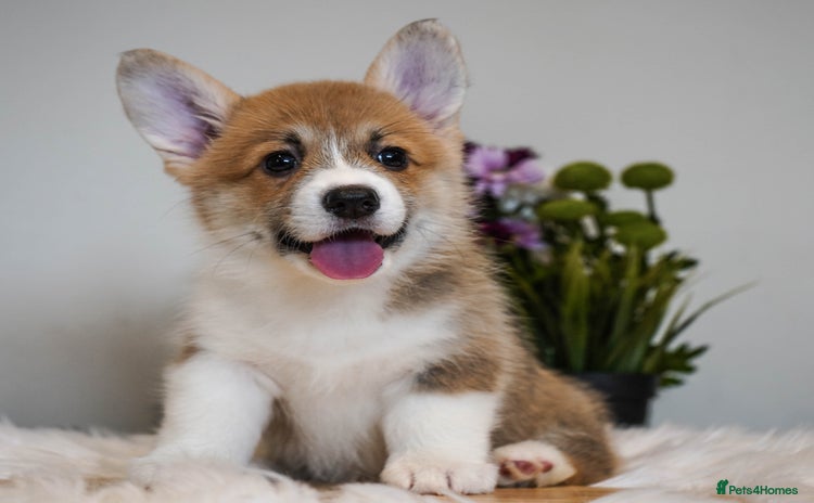 Welsh Corgi Pembroke dogs - Advert 2