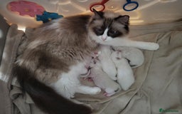 Ragdoll cats for sale: GCCF REGISTERED PEDIGREE RAGDOLL KITTENS - Image 19