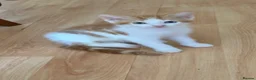 Mixed Breed cats for sale: 3 little males looking for a new home - Advert 6