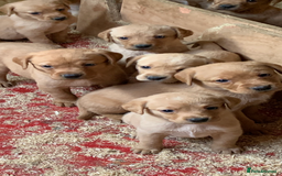 Cockerdor dogs for sale: Fox red cockador  - Image 7