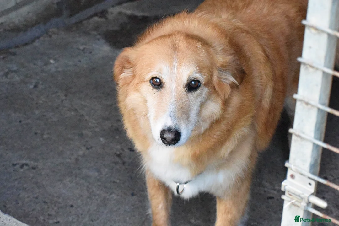 Mixed Breed dogs for adoption: Novak in New Romney - Advert 2