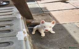Siberian Husky dogs for sale: Siberian husky puppies (ready forever loving home) - Image 3
