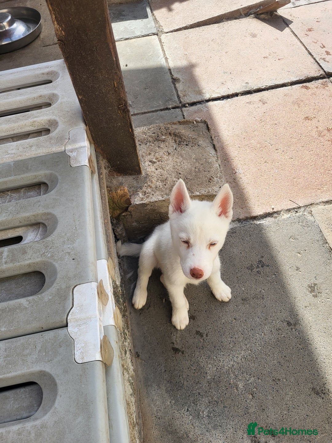 Siberian Husky dogs for sale: Siberian husky puppies (ready forever loving home) - Image 3