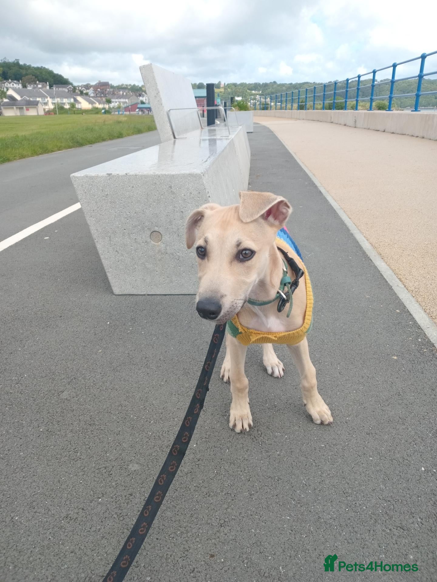 Mixed Breed dogs 6 month old saluki, grayhound, terrior  - Advert 11