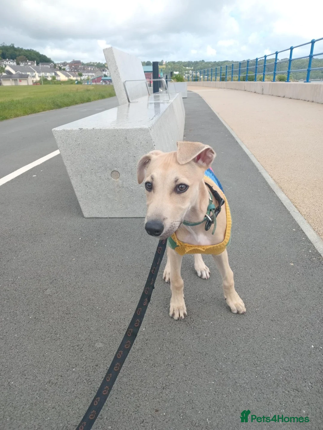 Mixed Breed dogs for sale: 6 month old saluki, grayhound, terrior  in Bangor - Advert 1