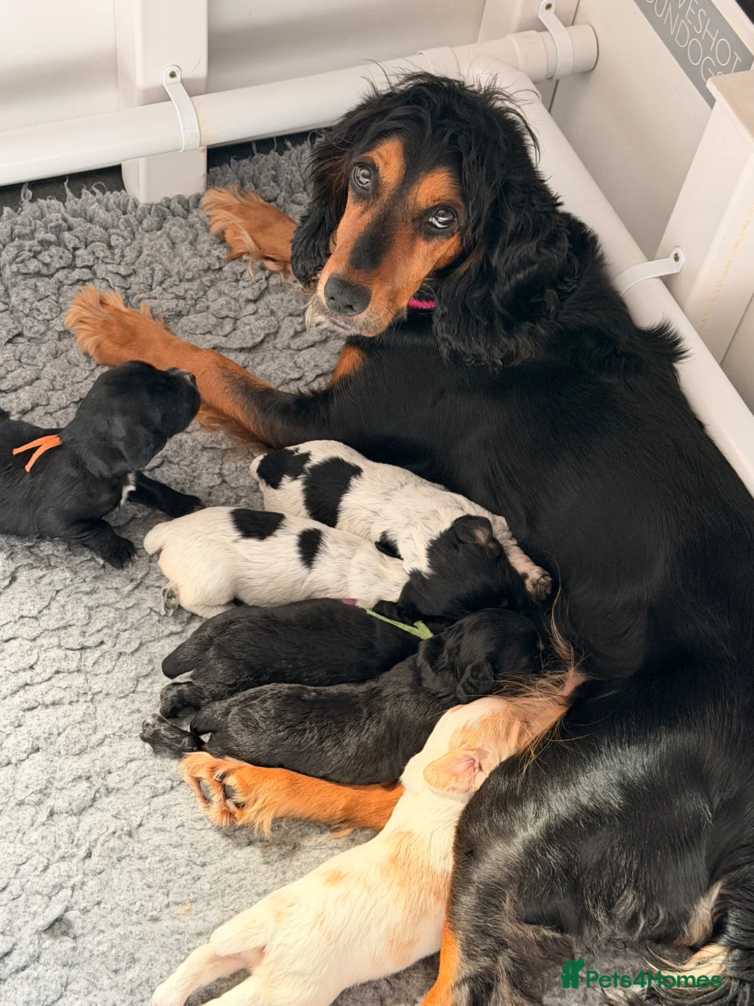 Cocker Spaniel dogs for sale: 2 boys available  - Advert 1