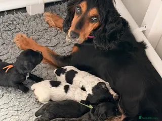 Cocker Spaniel dogs 2 boys available - Advert 1