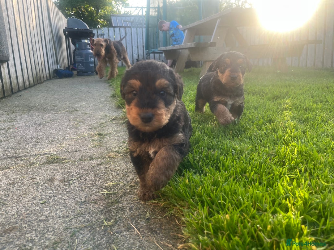 Airedale Terrier dogs for sale: Airedale Terrier Puppy 9 - Quality Airedale terrier pups - Image 12