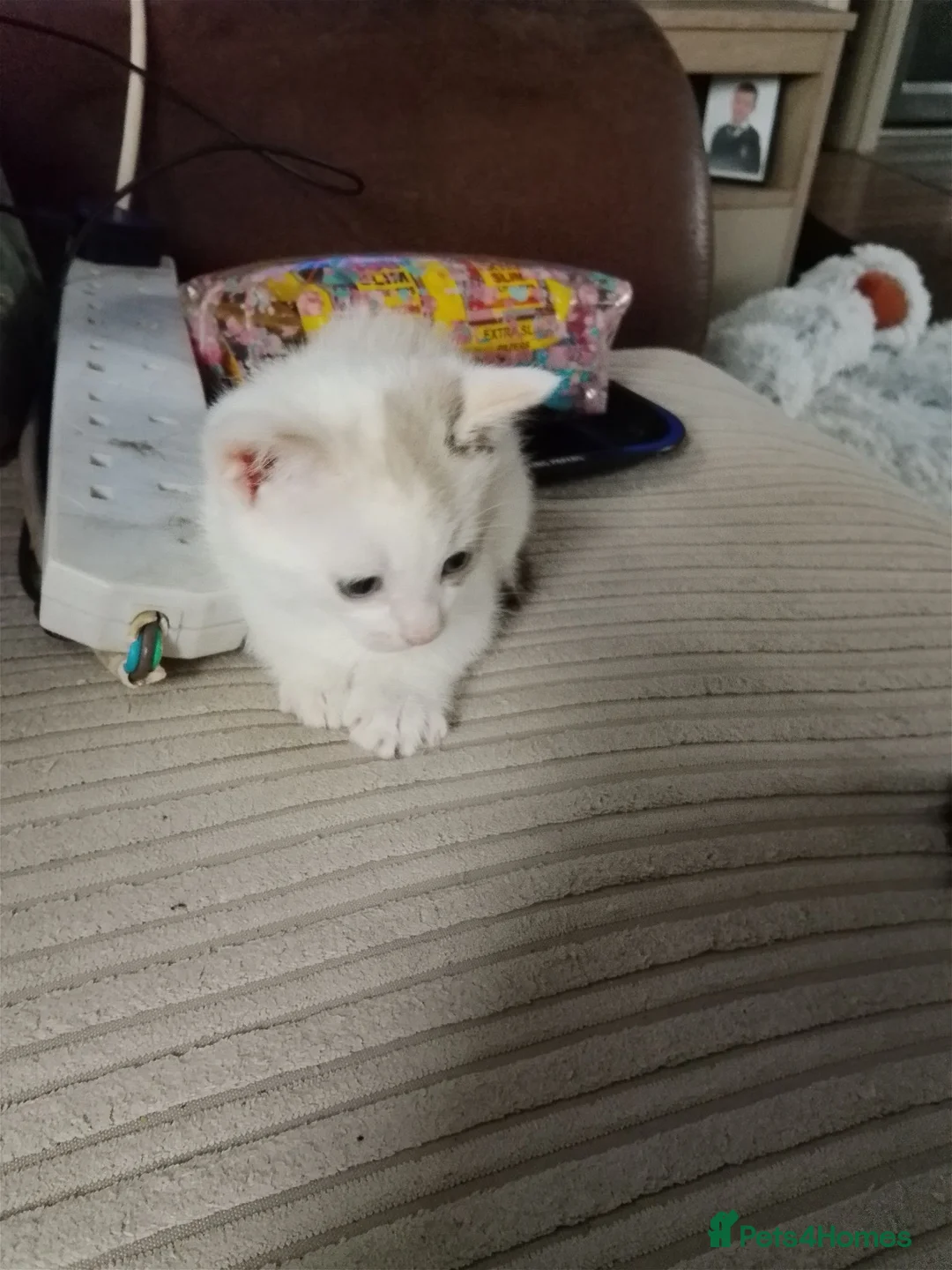 Mixed Breed cats for sale: Kitten  in Harlow - Advert 1