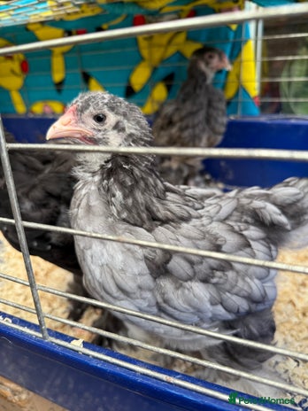 Chickens poultry - Advert 2