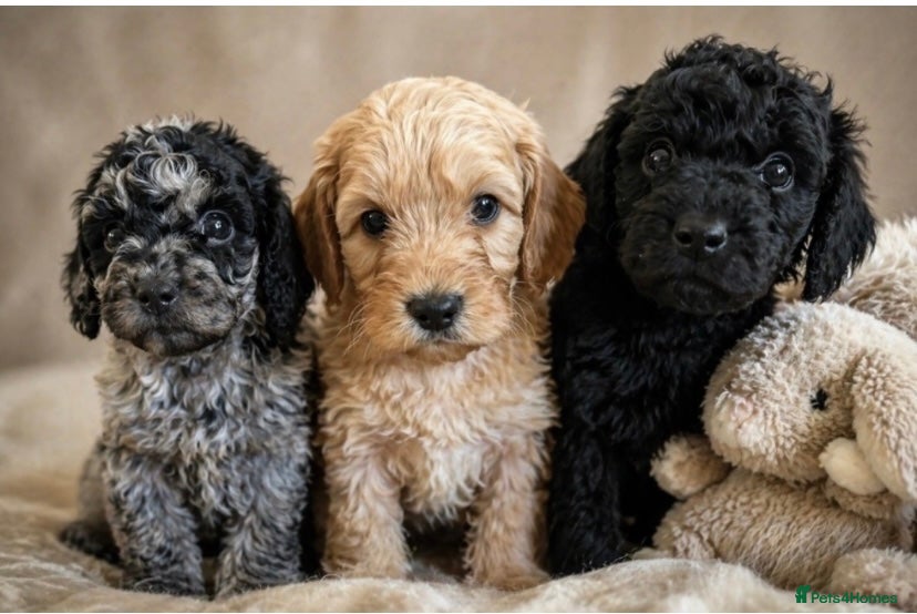 Cockapoo dogs The most incredible F1b Cockapoo’s  - Advert 1