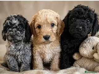 Cockapoo dogs The most incredible F1b Cockapoo’s - Advert 1