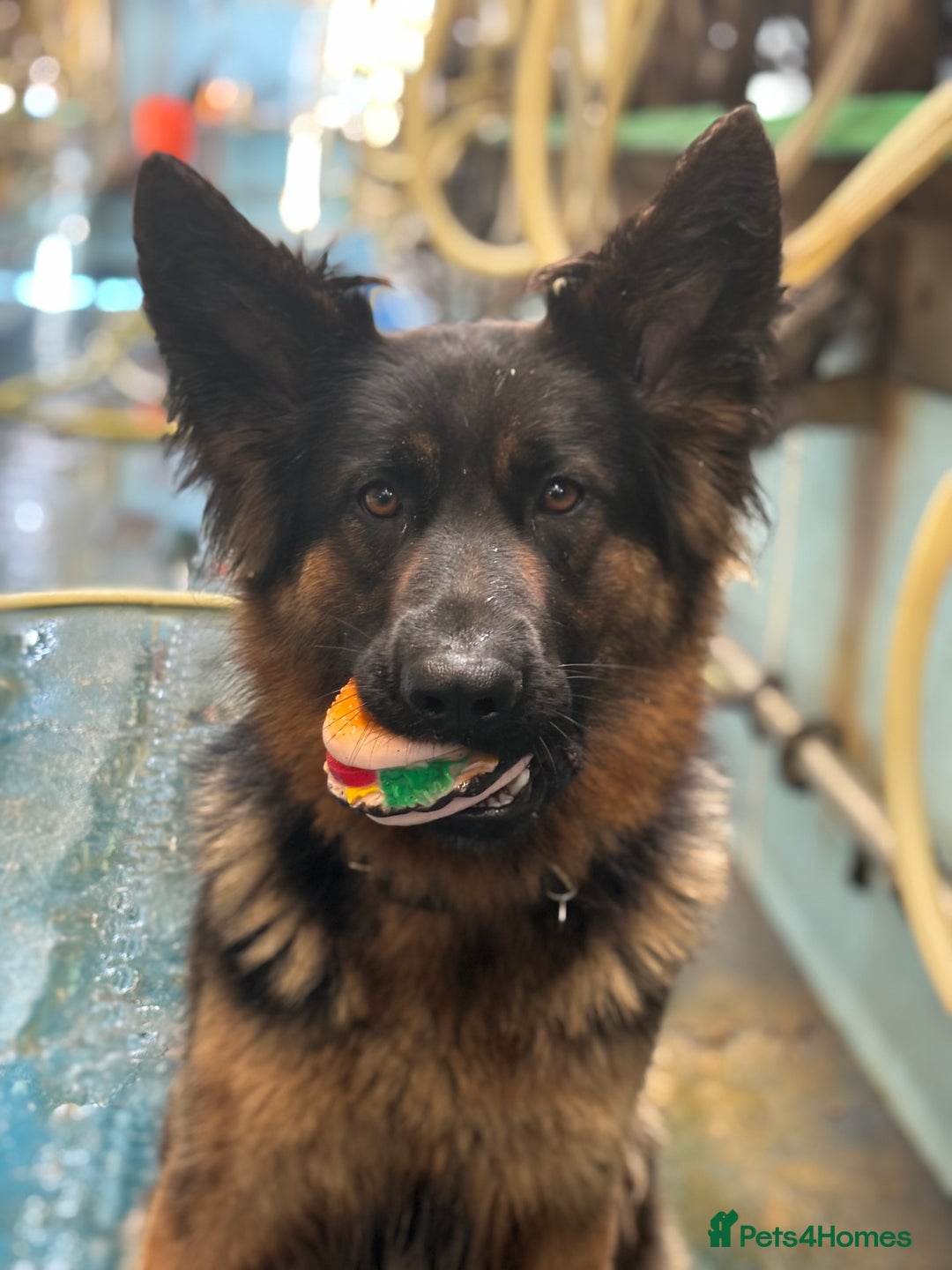 German Shepherd dogs for sale: German shepherd puppies  - Image 6