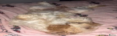 Cockapoo 1