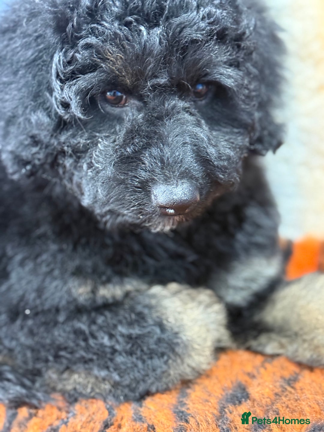 Bernedoodle dogs for sale: Last Miniature health tested Bernedoodle   - Advert 12