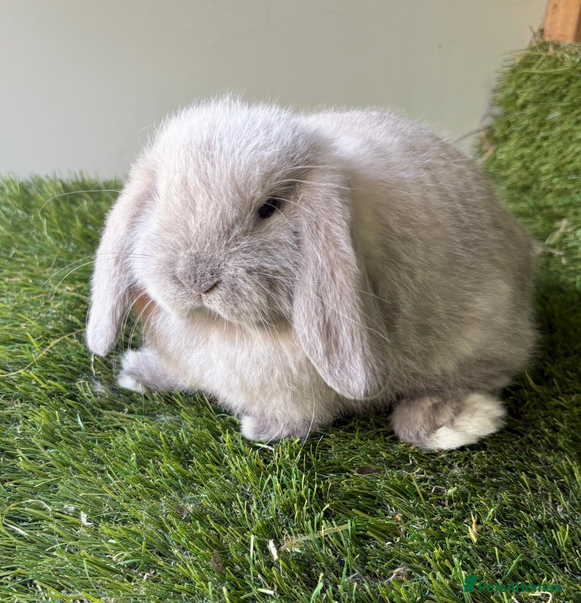 Mini Lop rabbits Stunning mini lop babies - Advert 1