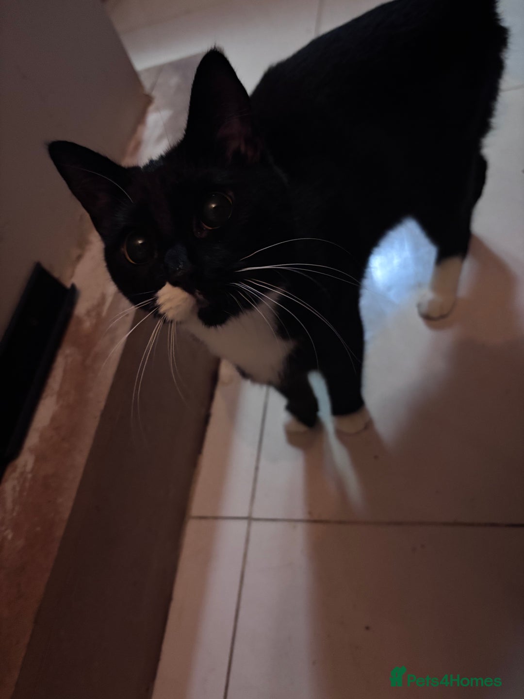 Mixed Breed cats for sale: Kittens/cats in need of new homes  - Image 1