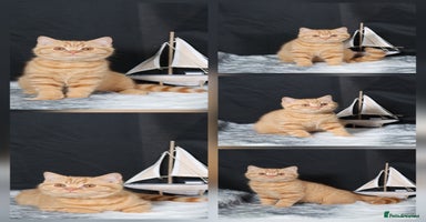 British Shorthair cats - Advert 8