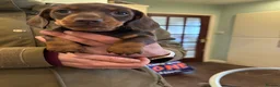 Dachshund dogs for sale: Dachshund puppies - Advert 7