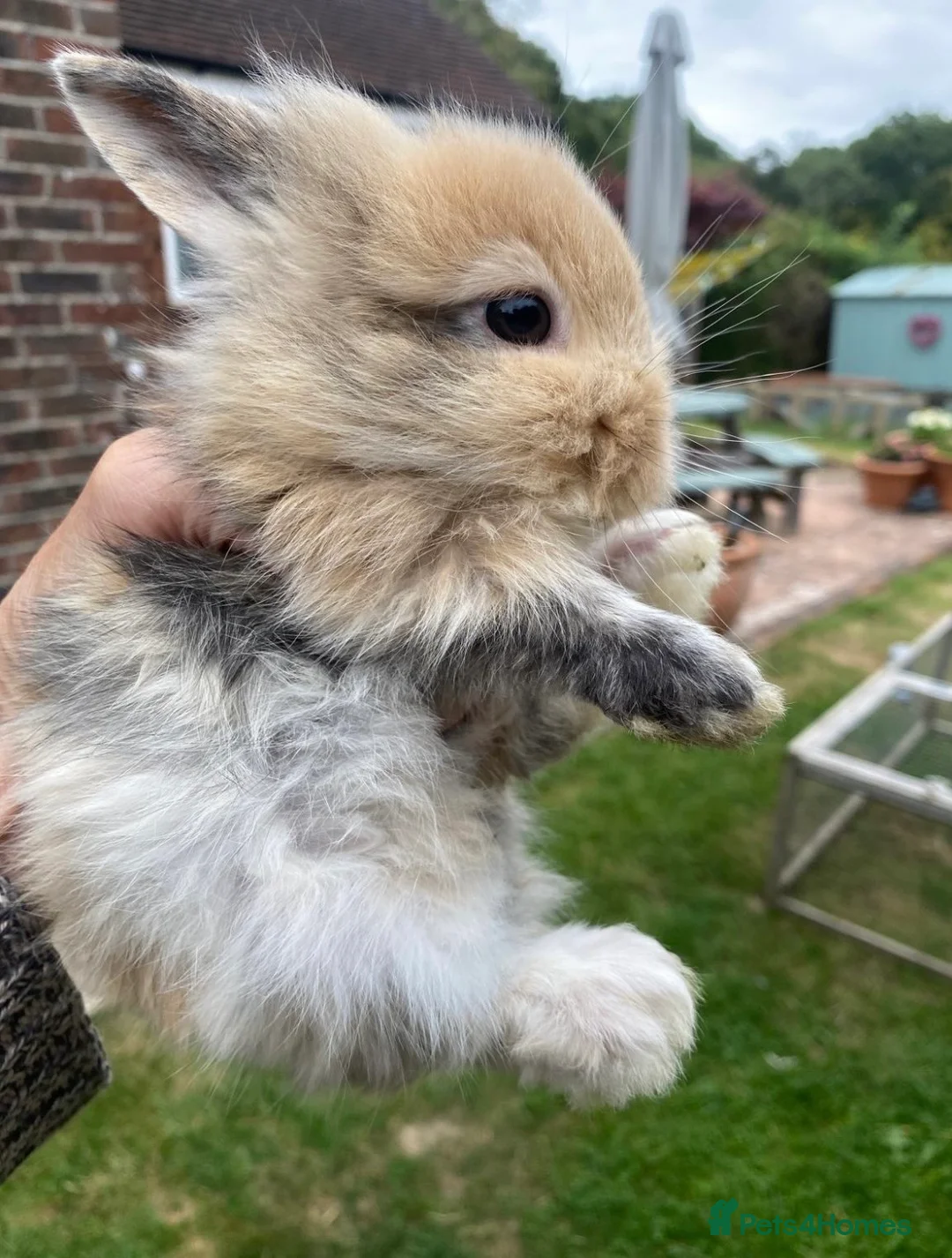 Mini Lop rabbits for sale: Stunning mini lop babies - fabulous temperaments  - Advert 2