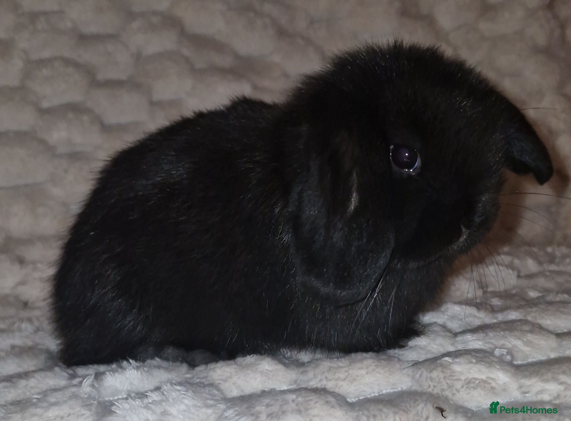 Mini Lop rabbits 🩷 Pure bred mini lop girls 🩷 - Advert 18