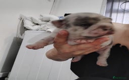French Bulldog dogs for sale: French bulldog puppies - Image 4