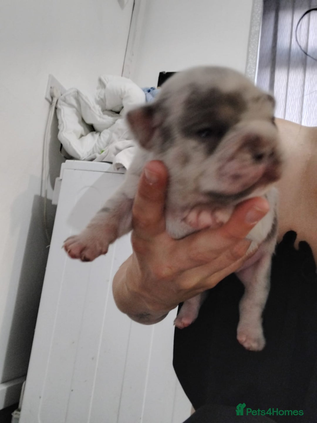 French Bulldog dogs for sale: French bulldog puppies - Image 4
