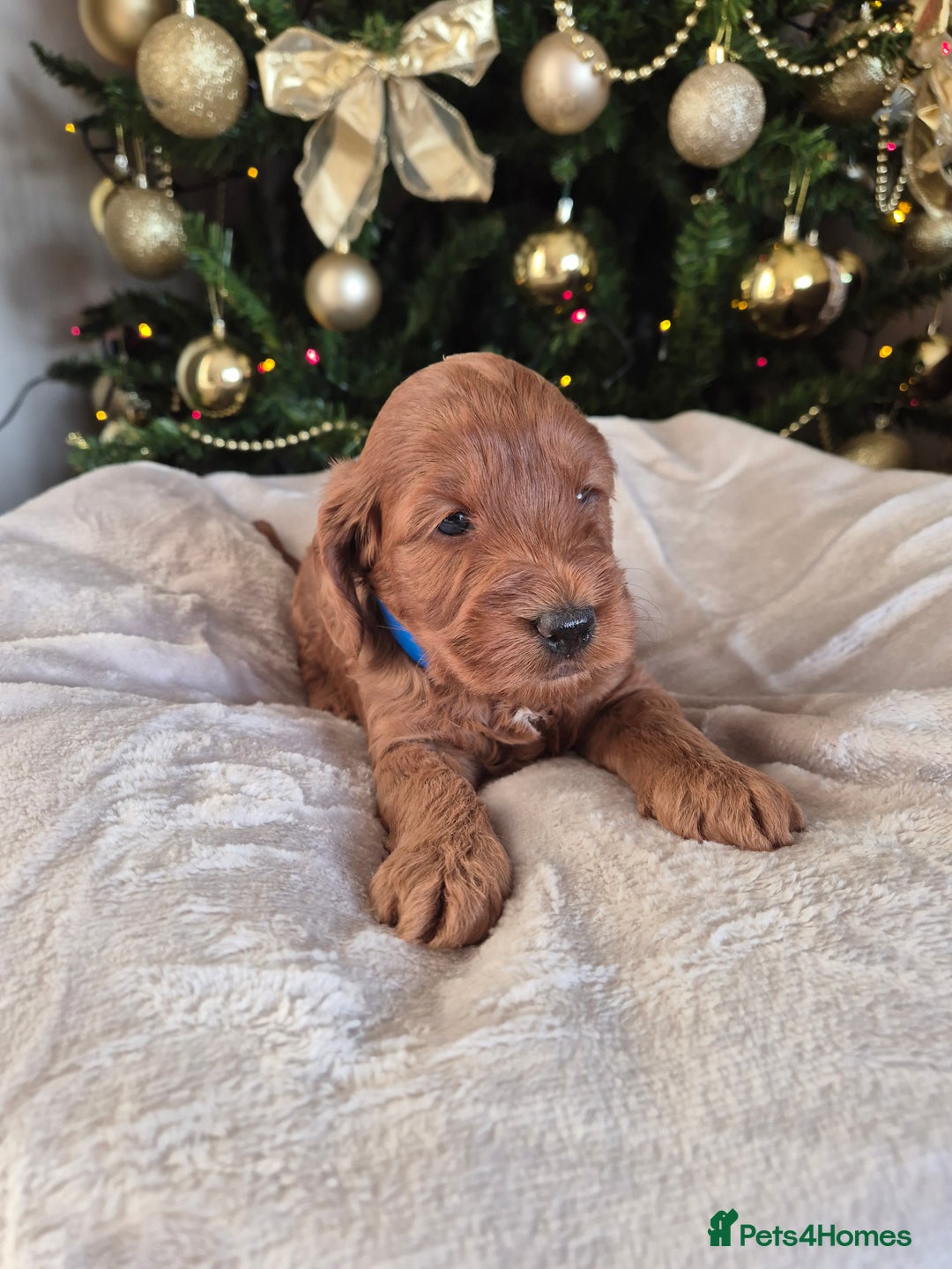 Cockapoo dogs for sale: Charmila Quality F1 Cockapoos  - Advert 2