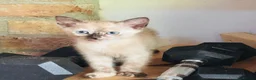 Siamese cats for sale: Beautiful Siamese x Persian kittens ready to go - Advert 9