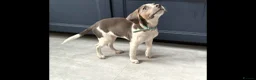 Beagle dogs for sale: Lovely female beagle dog  in Nuneaton - Advert 2