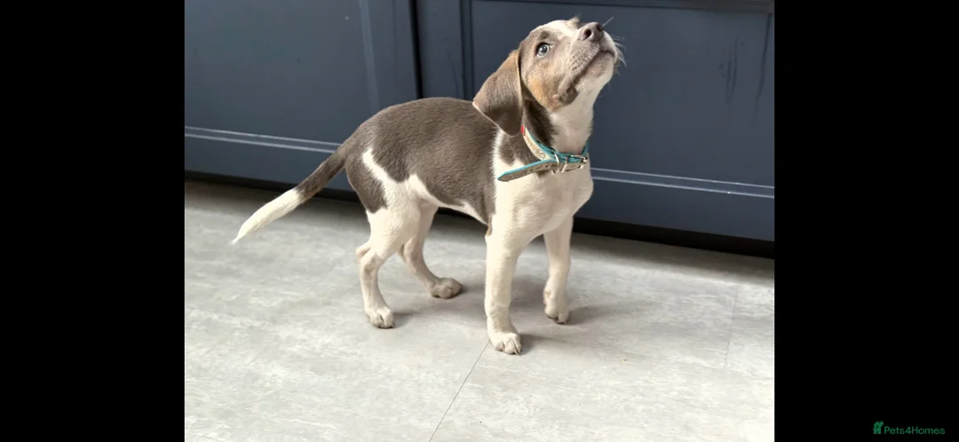 Beagle dogs for sale: Lovely female beagle dog  in Nuneaton - Advert 2