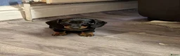 Miniature Dachshund dogs for sale: Miniature Dachshund litter of 3 puppies in Bradford - Advert 3