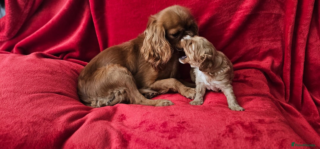 Cavapoo dogs for sale: Cavapoo male for sale. - Image 7