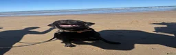 Labrador Retriever dogs for stud: Walter — Handsome Black Labrador Stud - Advert 3