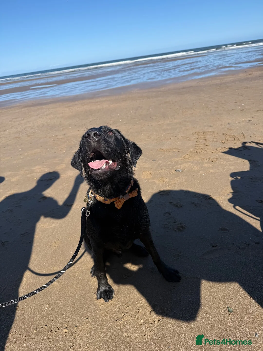 Labrador Retriever dogs for stud: Walter — Handsome Black Labrador Stud - Advert 3