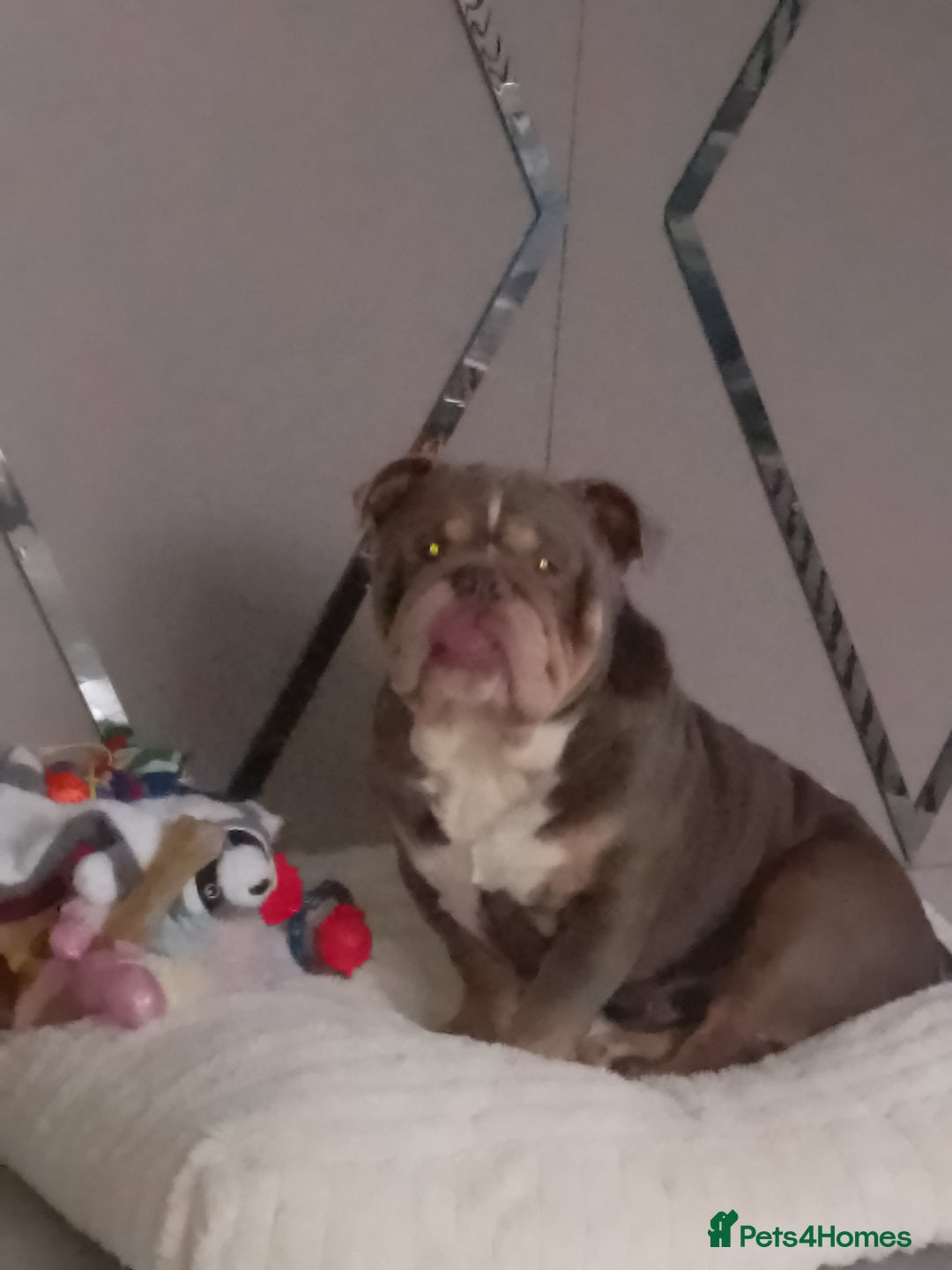 English Bulldog dogs for sale: British bulldog male  - Advert 3