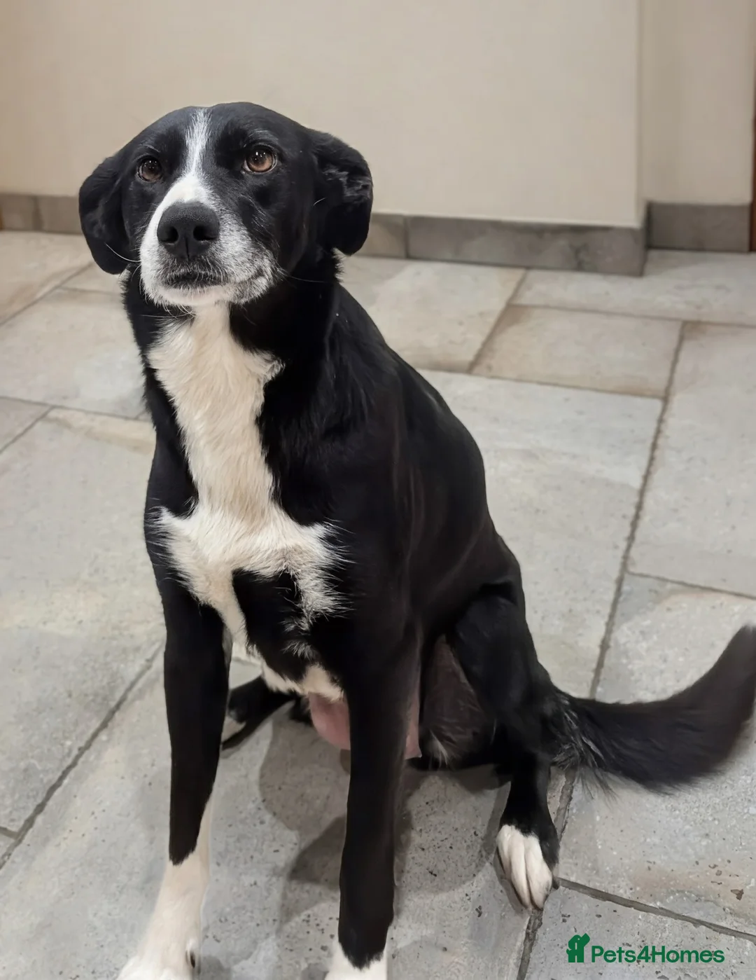 Mixed Breed dogs for sale: Huntaway x Collie X New Zealand Collie - Advert 8