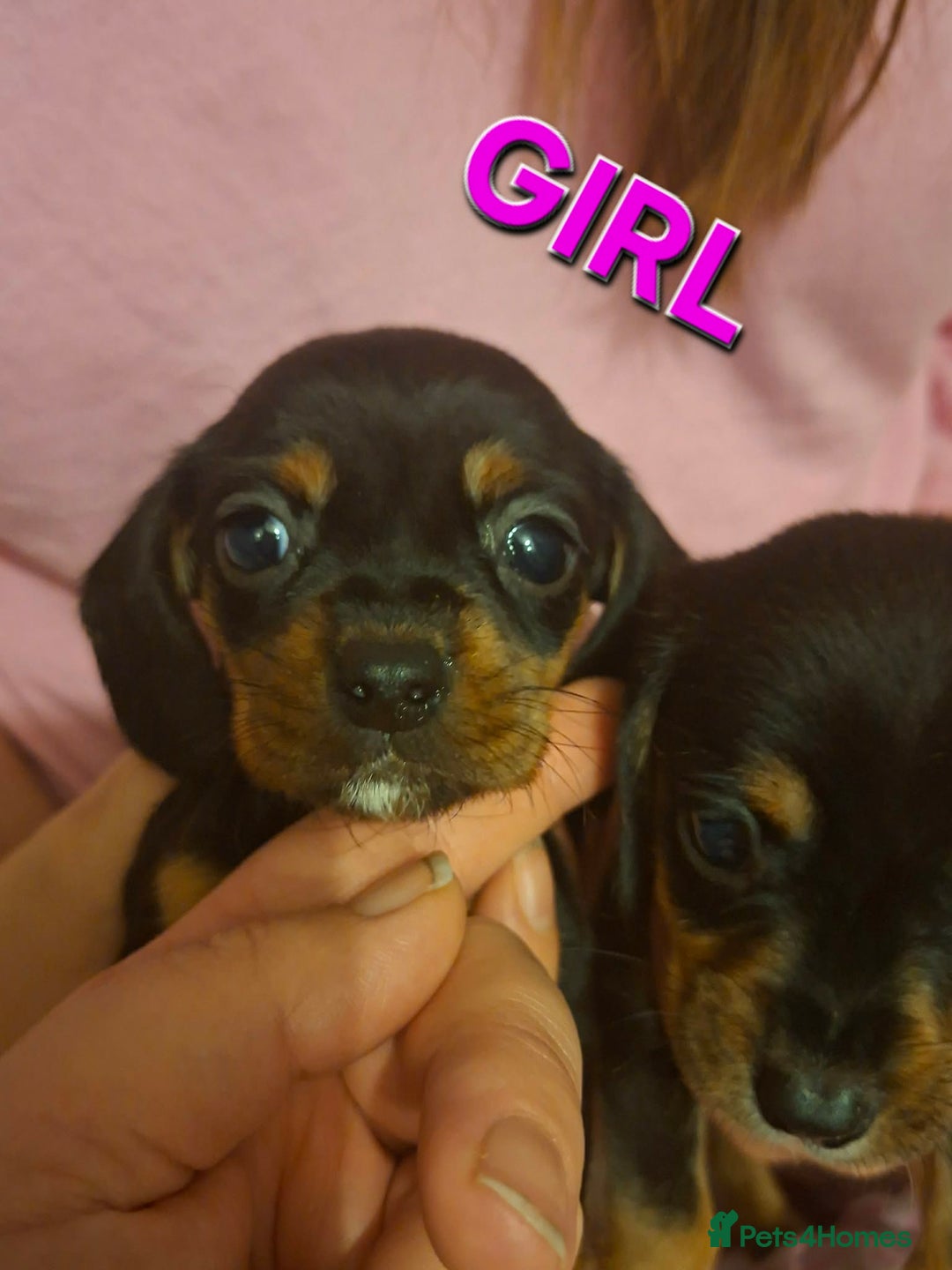 Mixed Breed dogs for sale: Beautiful dashaliers  - Advert 3