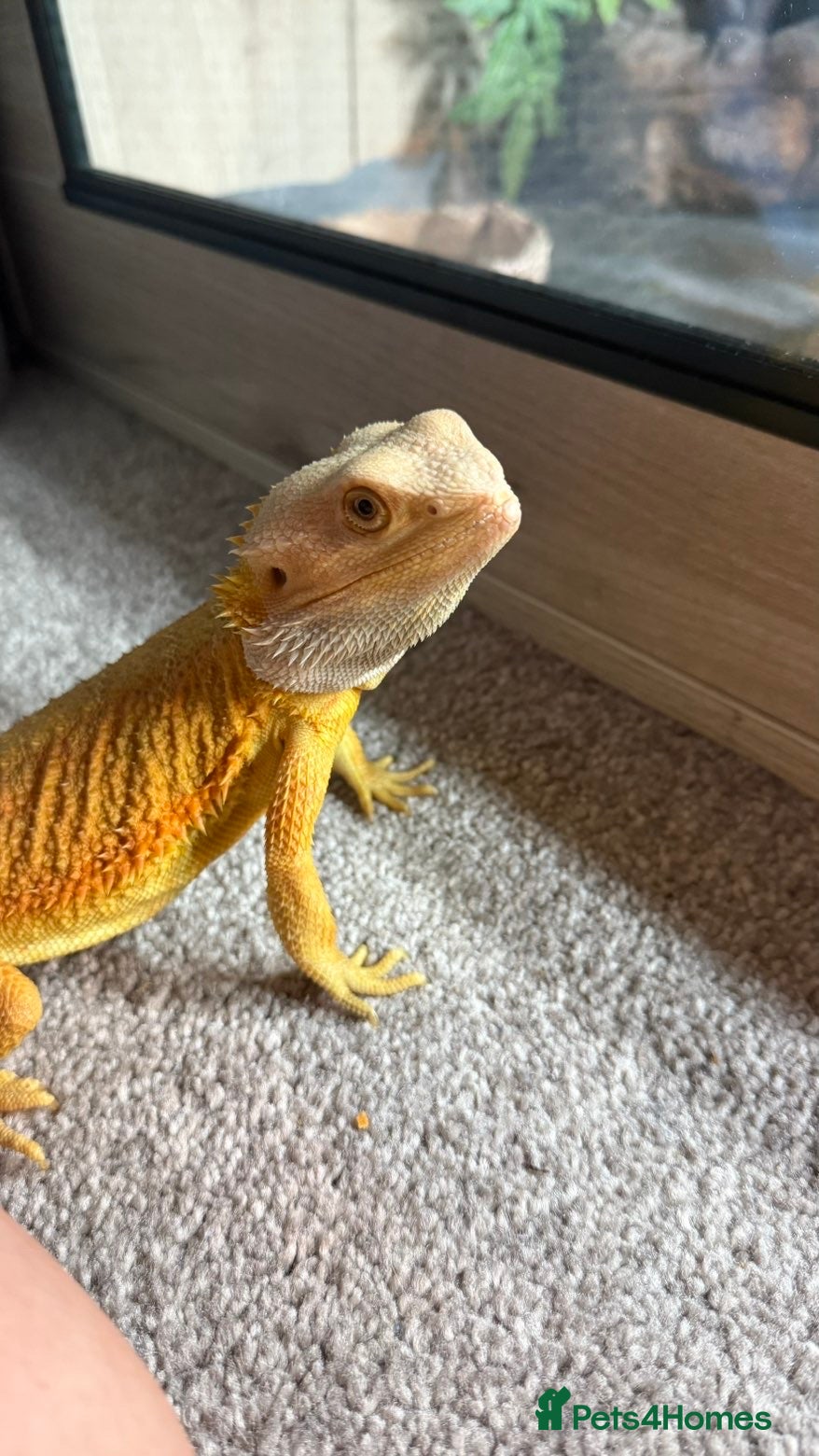 Bearded Dragon reptiles Draco the bearded dragon  - Advert 1