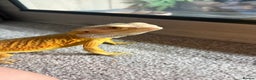 Bearded Dragon reptiles for sale: Draco the bearded dragon  - Advert 1