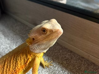 Bearded Dragon reptiles Draco the bearded dragon - Advert 1