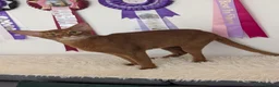 Abyssinian cats for sale: Stunning Female for Breeding  - Advert 2